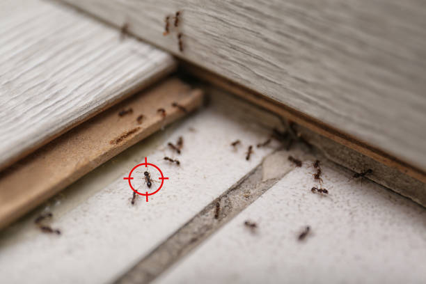 Best Flea Control Services  in Saratoga, CA