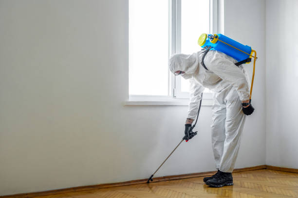 Best Rat Extermination Near Me  in Saratoga, CA
