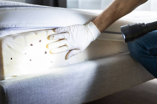 Best Termite Control Services  in Saratoga, CA