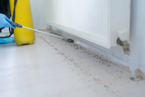 Best Emergency Pest Control  in Saratoga, CA