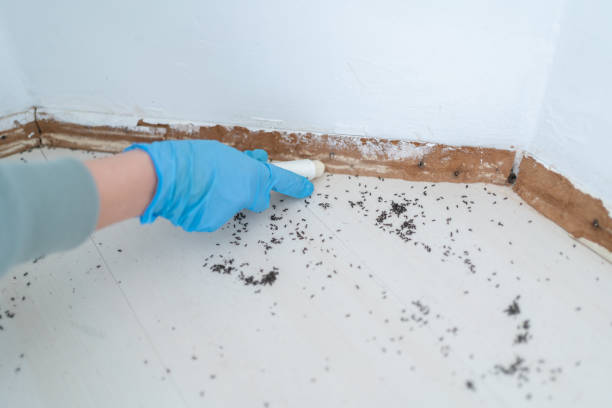 Best Wasp Removal Services  in Saratoga, CA